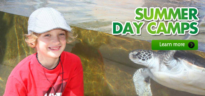 summer_day_camps_living_coast_discovery_center