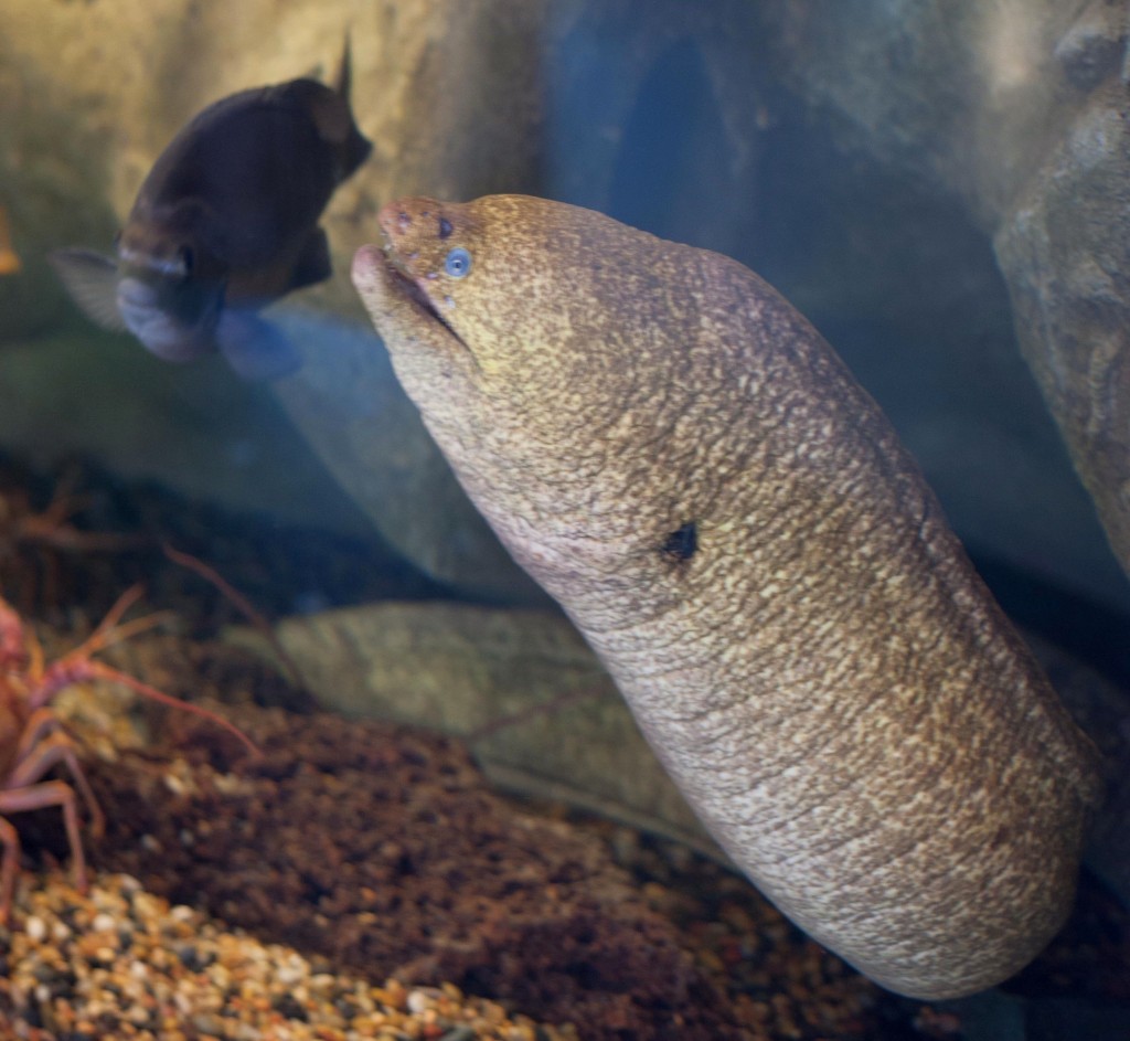 Did you Know? Moray Eels The Living Coast Discovery Center