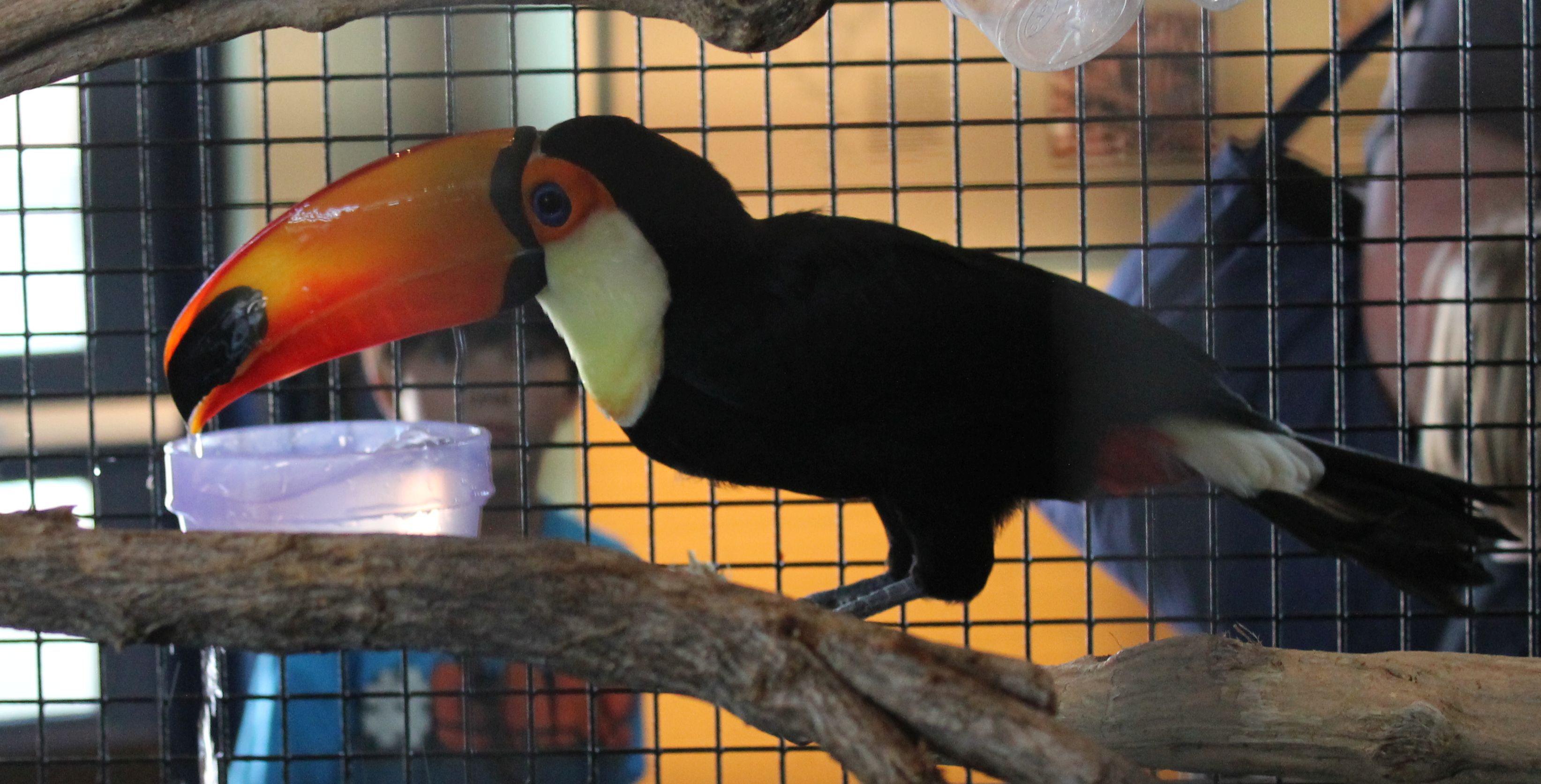did you know toco toucan the living coast discovery center