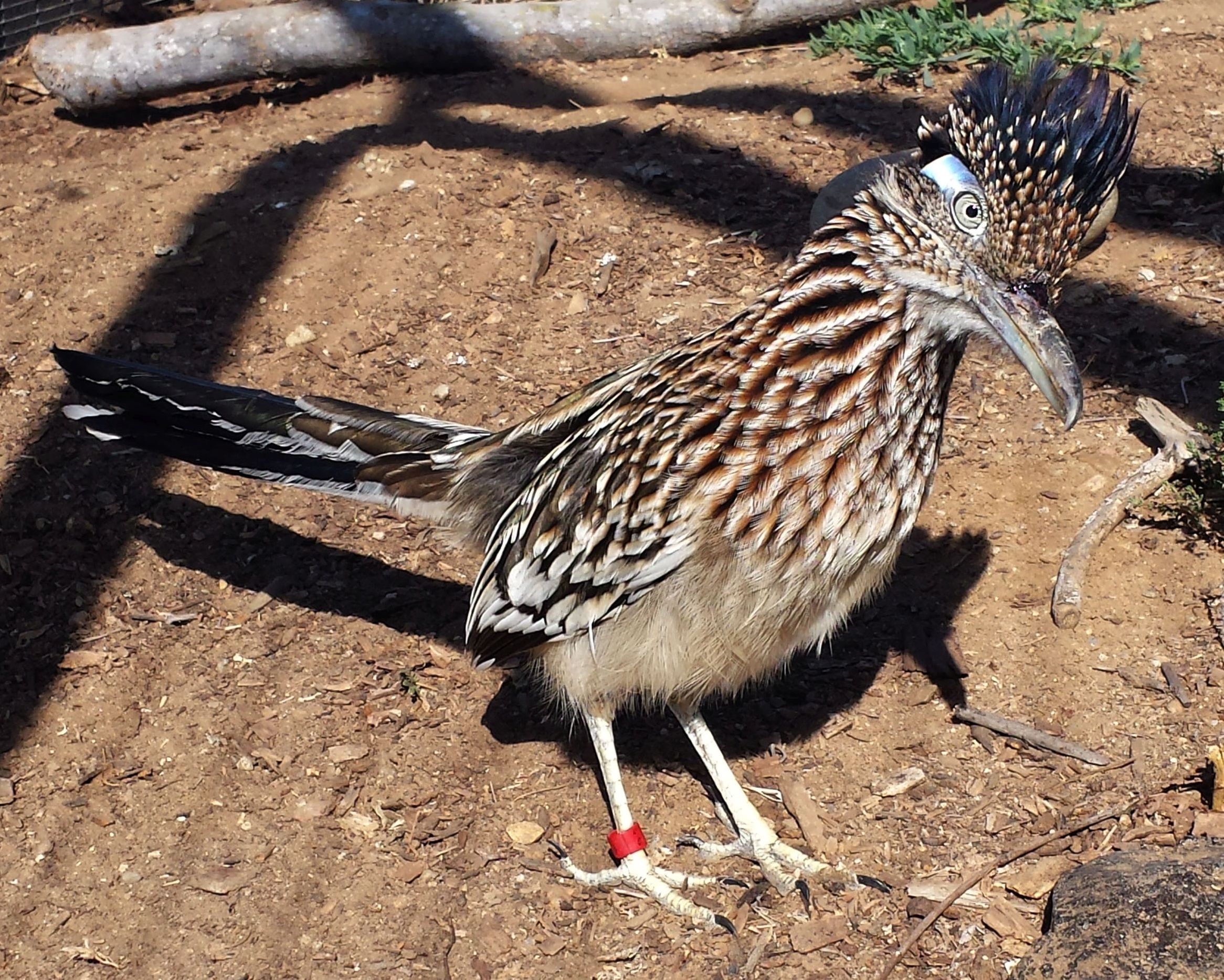 Did You Know? Greater Roadrunner - The Living Coast Discovery Center
