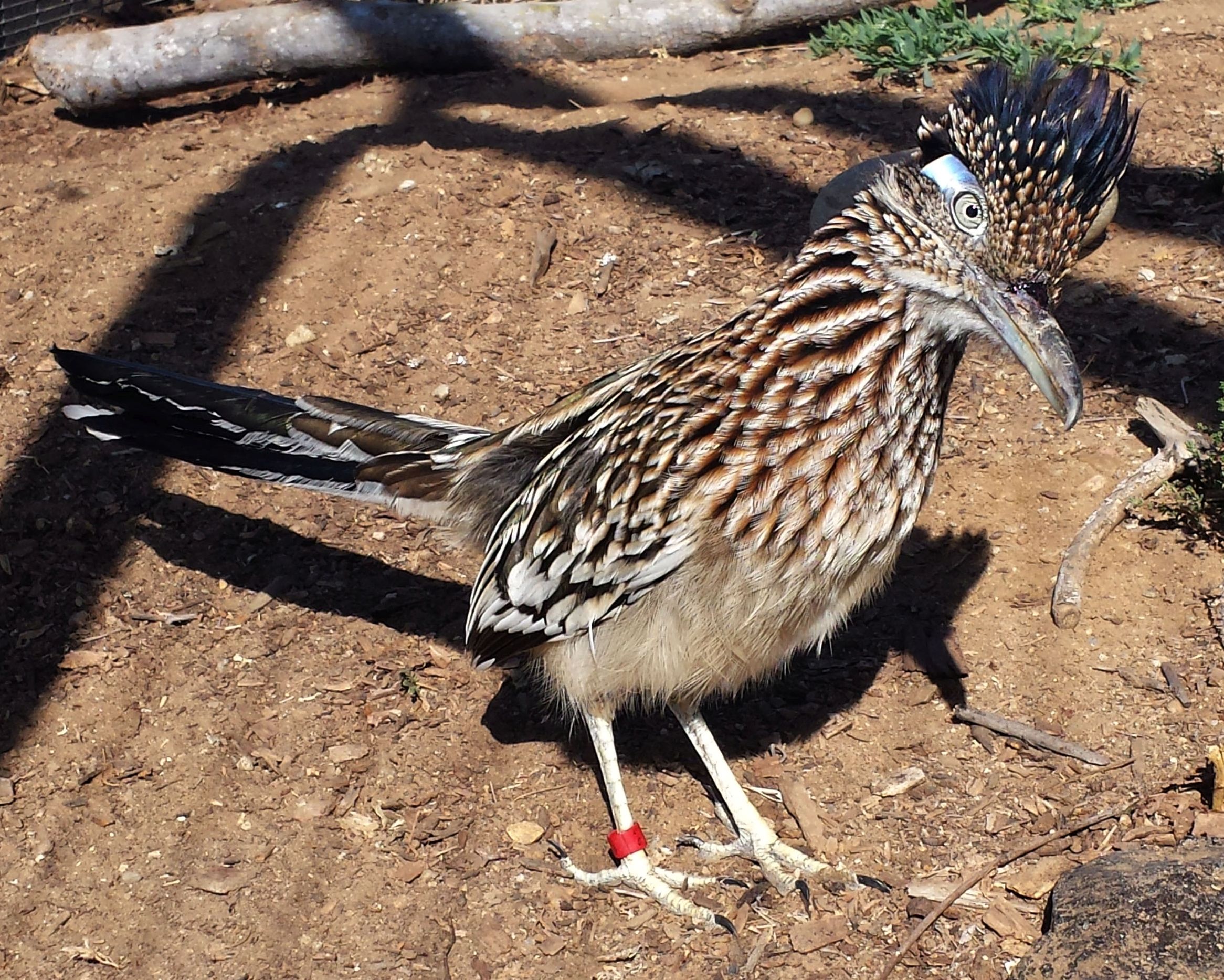 Did You Know? Greater Roadrunner - The Living Coast Discovery Center Did You Know? Greater Roadrunner - The Living Coast Discovery Center