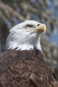 What is the national bird of the USA?