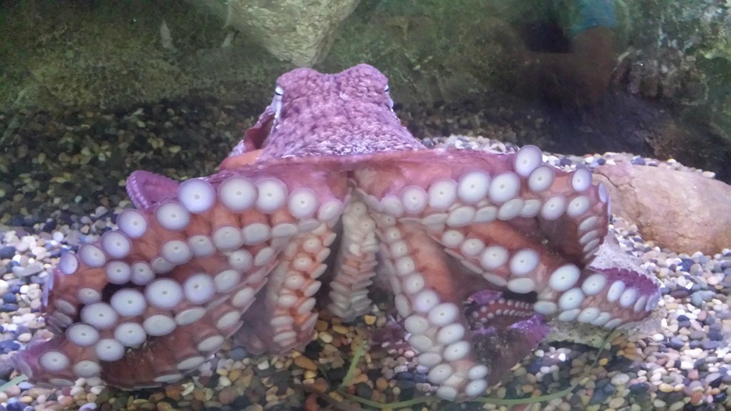 moods octopus