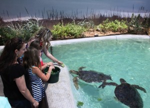 VIP Sea Turtles 021_compressed