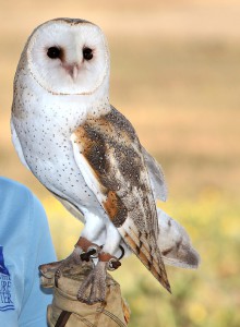 Tyto1