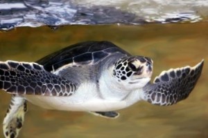 goodturtle