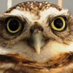 Burrowing Owl Close