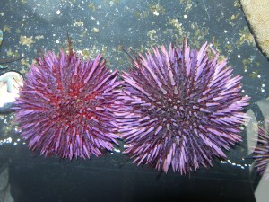 Sea Urchin