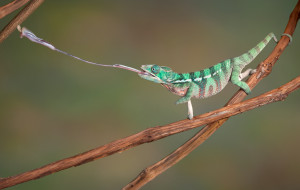 Chameleon