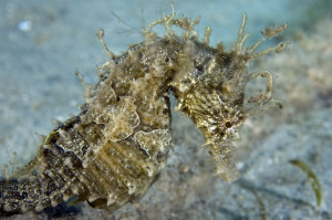 Seahorse