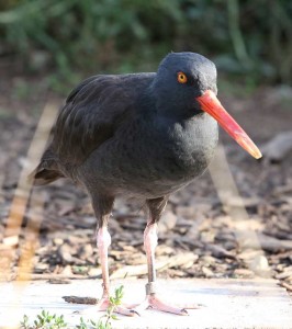 Black Oystercatcher