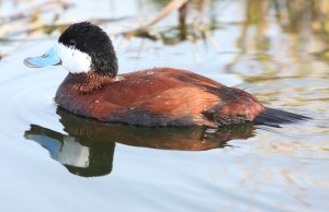 Ruddy Duck 2