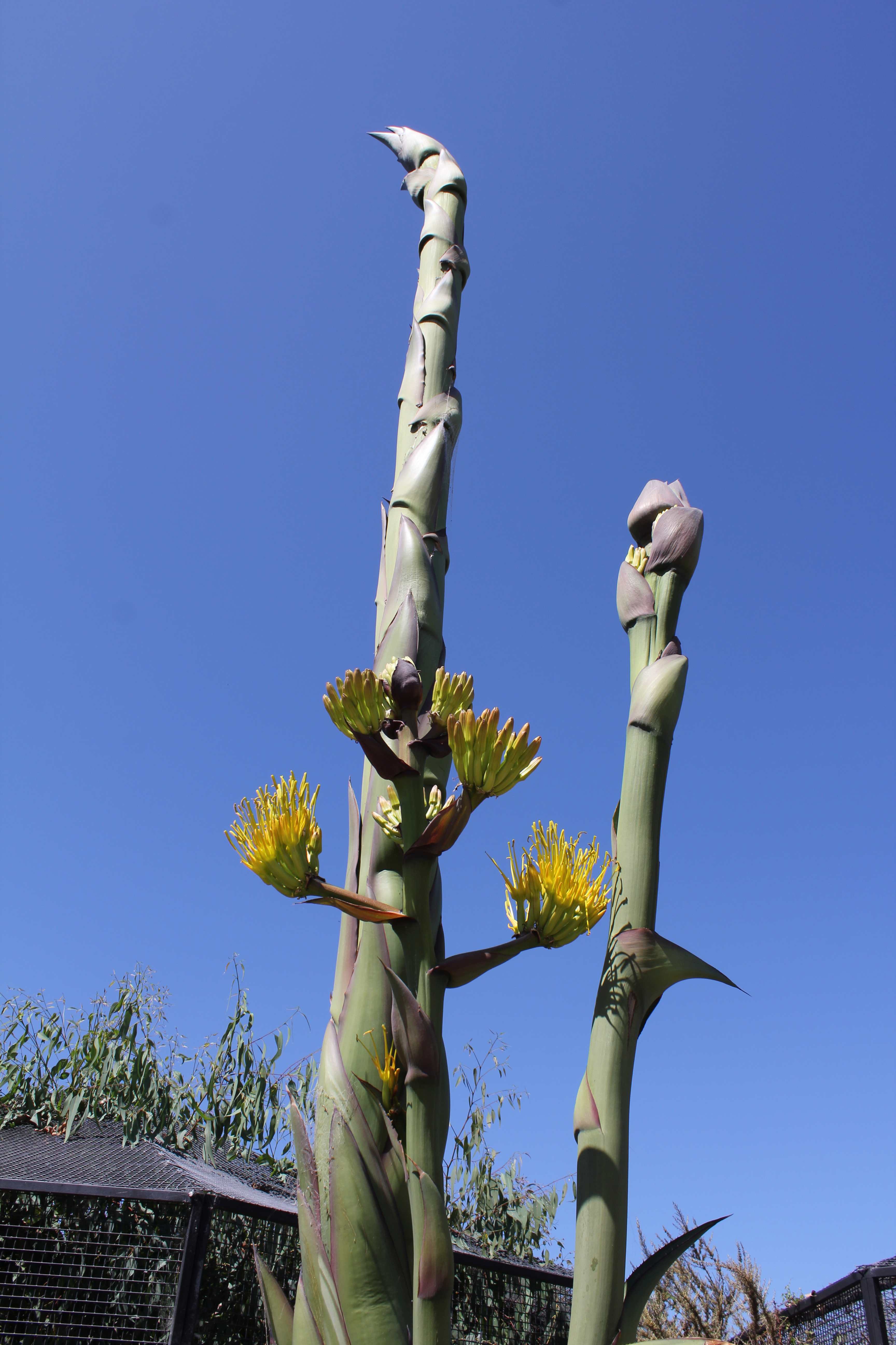 Agave In Bloom The Living Coast Discovery Center