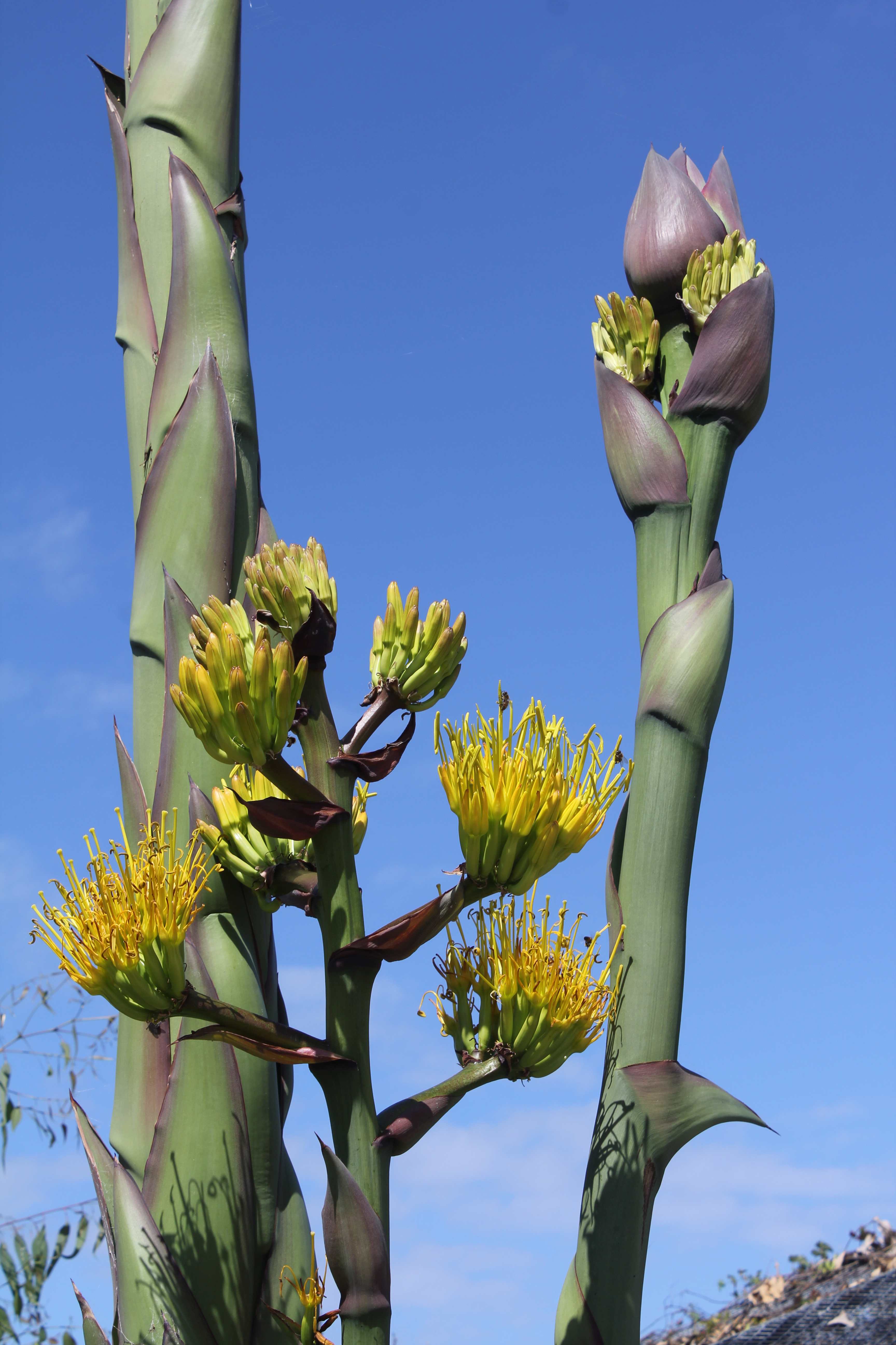 Agave In Bloom The Living Coast Discovery Center agave-in-bloom-the-living-coast-discovery-center