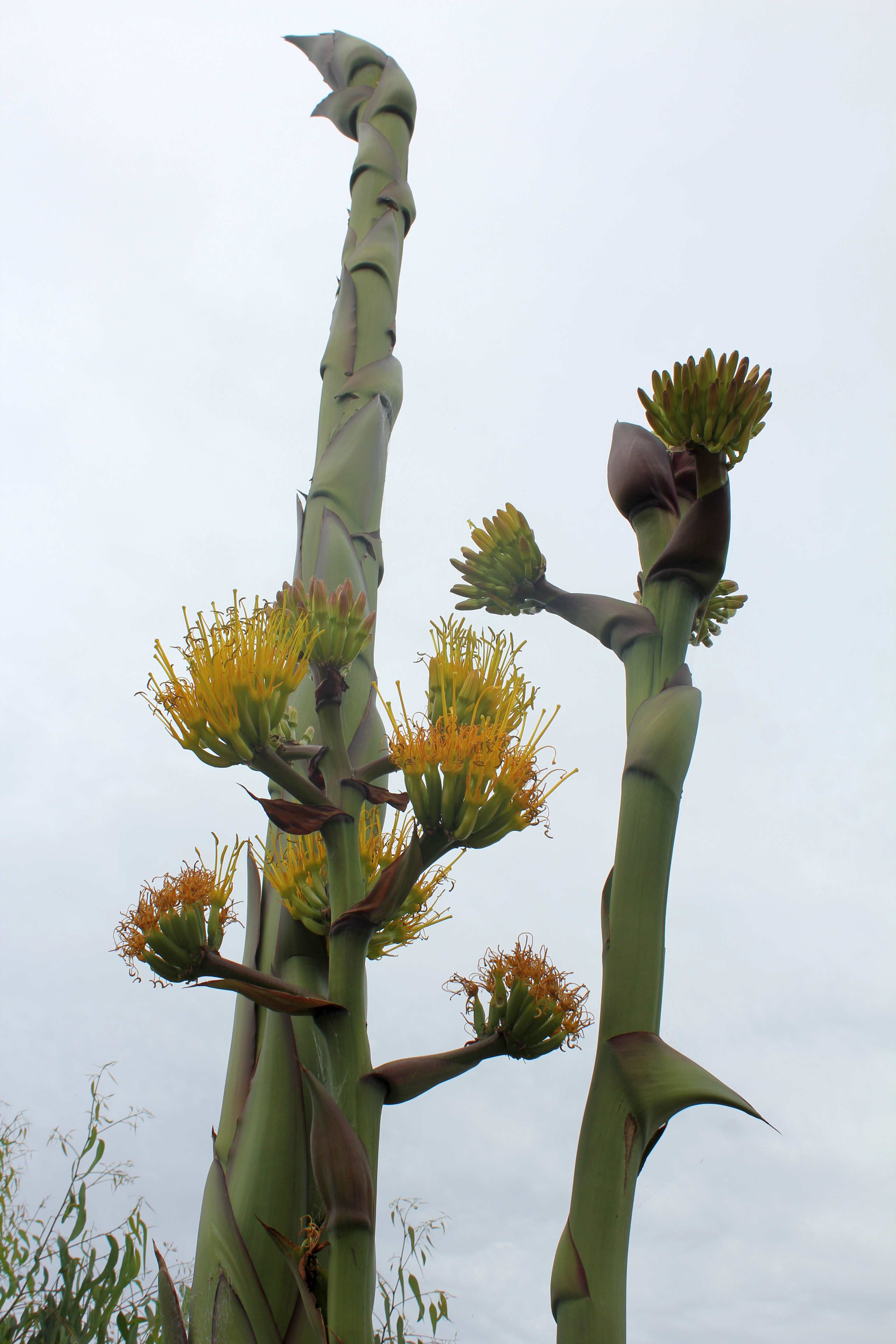 Agave In Bloom The Living Coast Discovery Center