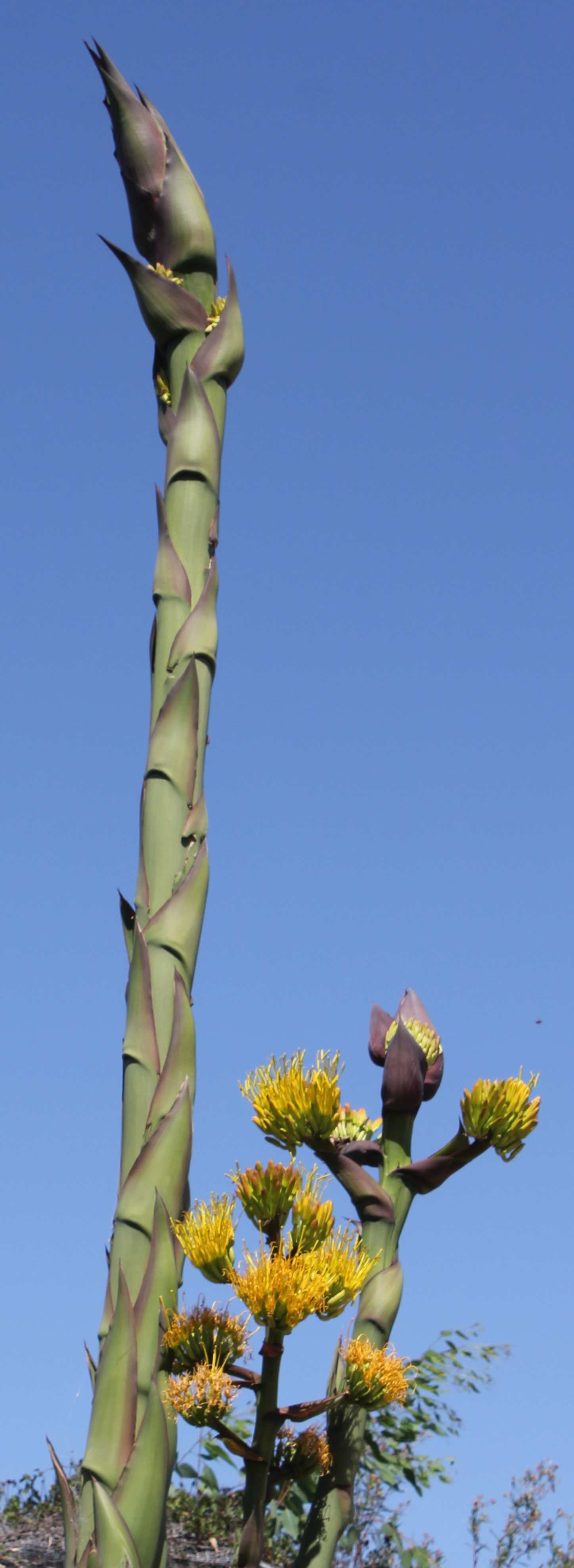 Agave In Bloom The Living Coast Discovery Center