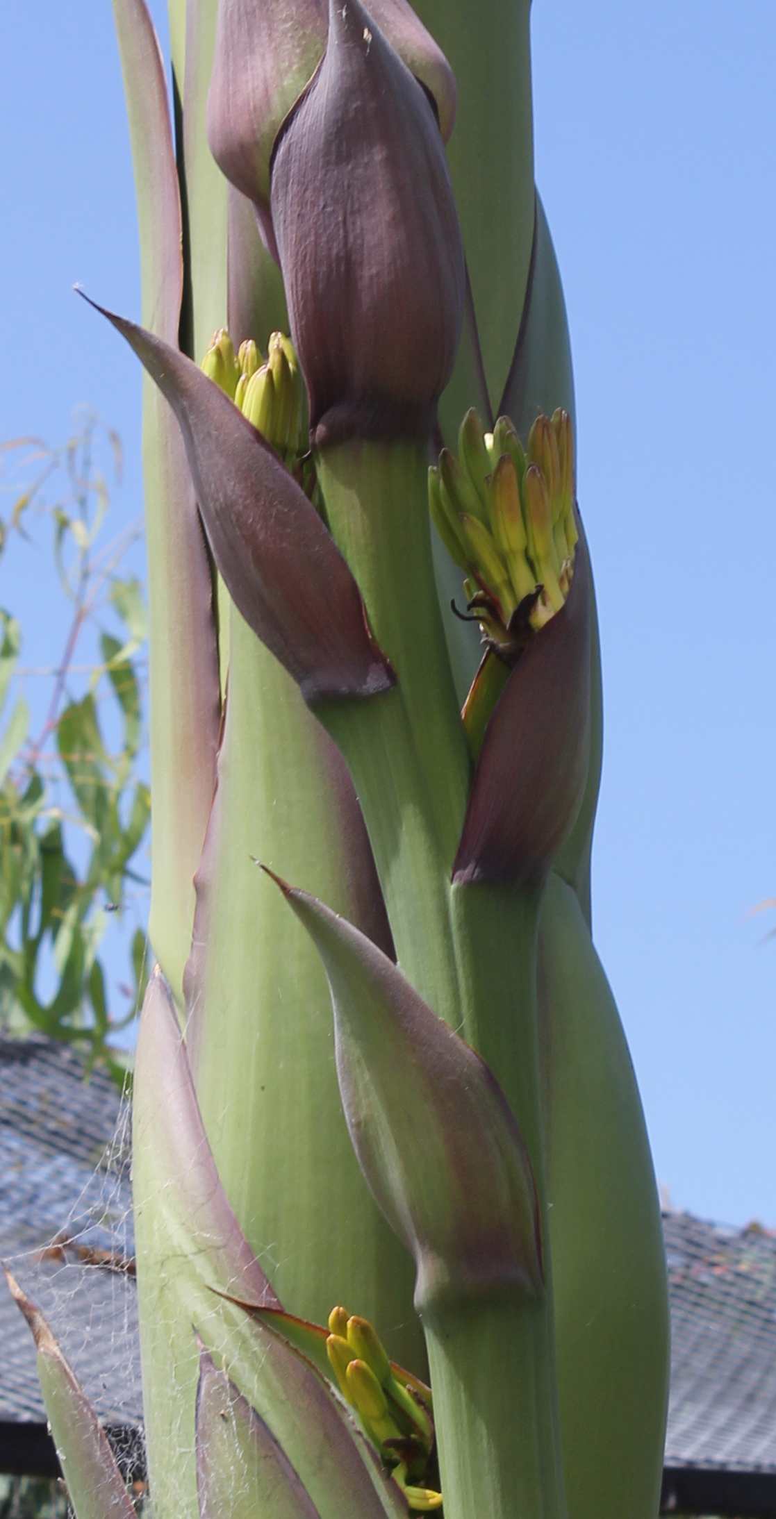 Agave In Bloom The Living Coast Discovery Center
