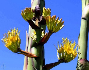 Agave blooming4