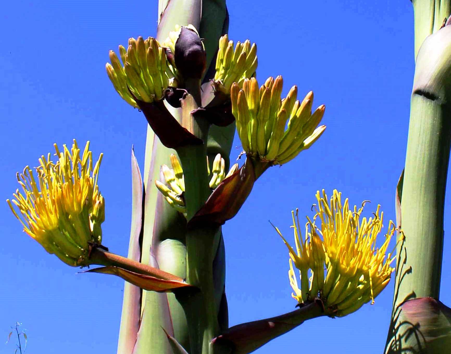 Blue Agave Plant Bloom