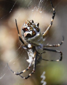 House Spider