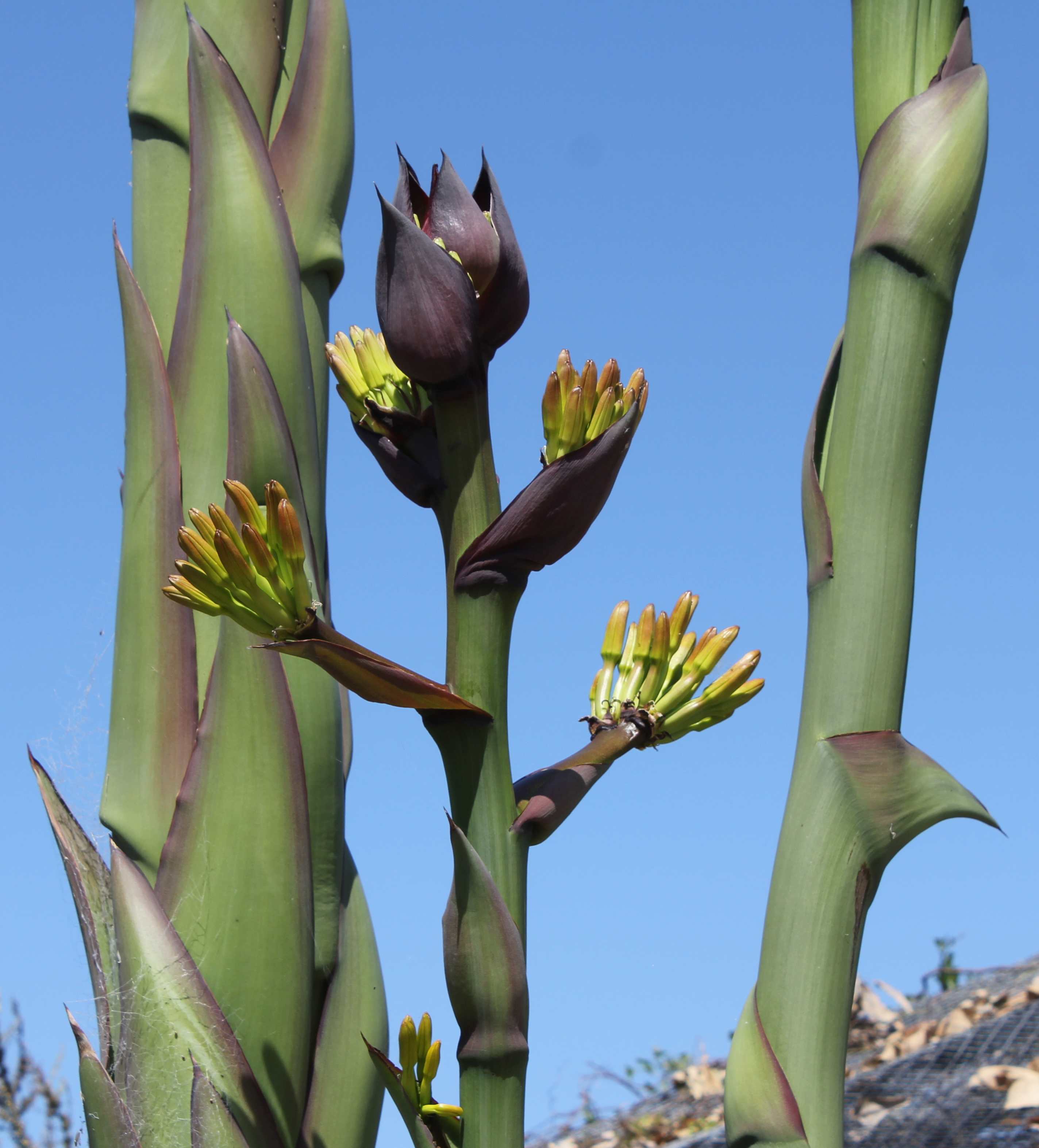 Agave In Bloom The Living Coast Discovery Center