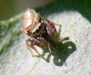jumping spider eating fly