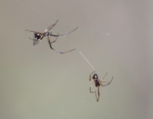 male and female dew-drop spiders
