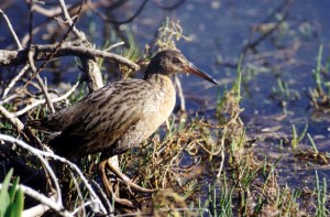 Clapper Rail image