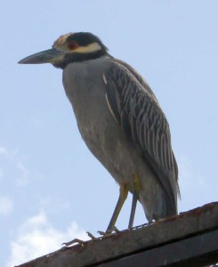 yellow crowned night herron