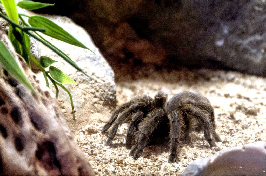 Tarantulas Delightful Desert Dwellers The Living Coast Discovery Center