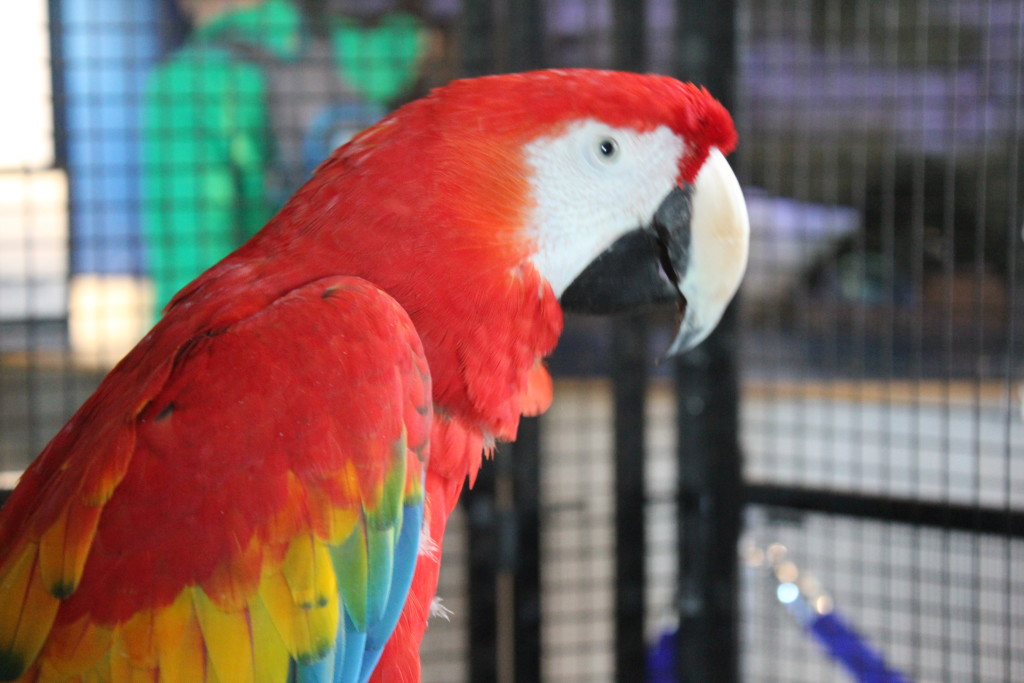 Scarlet Macaws Rainbows Of The Rainforest The Living Coast Discovery Center