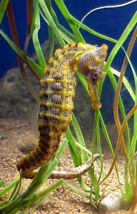 Sea Horse