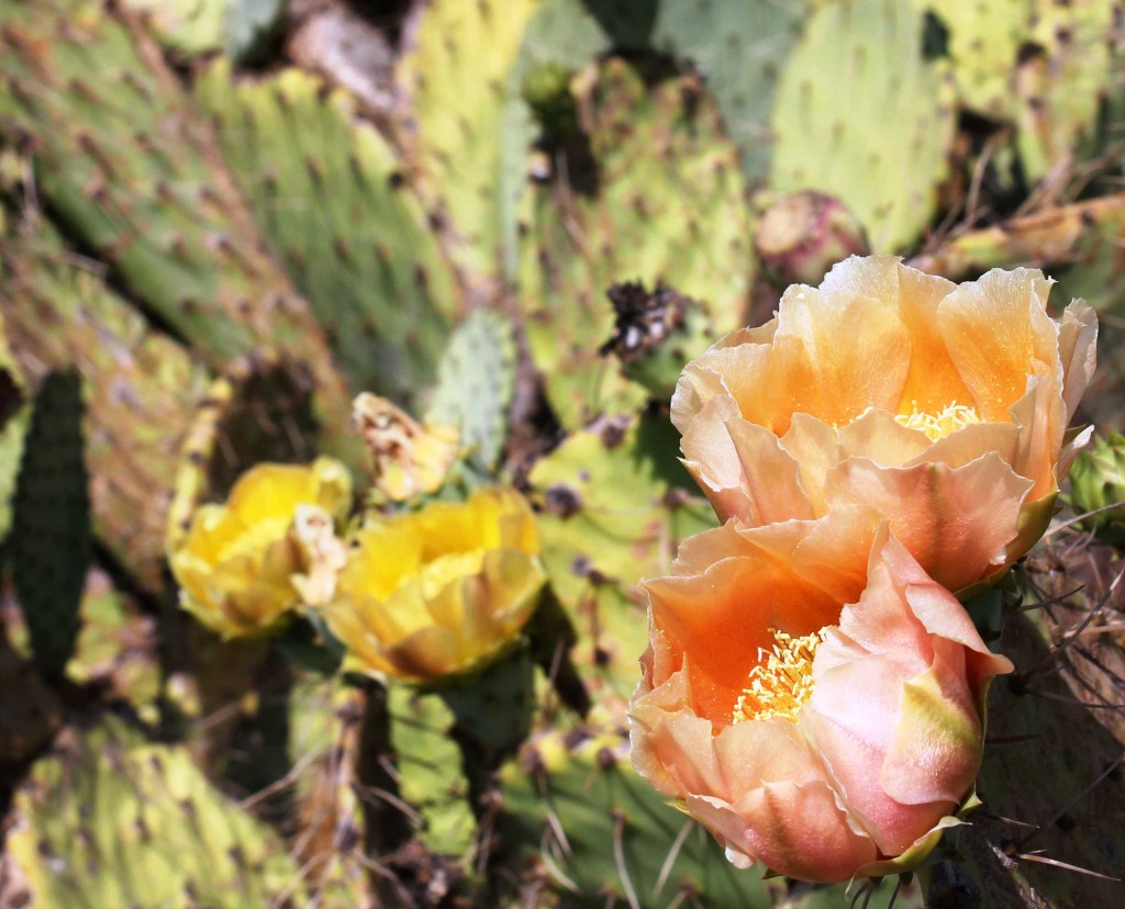 Cactus flowers