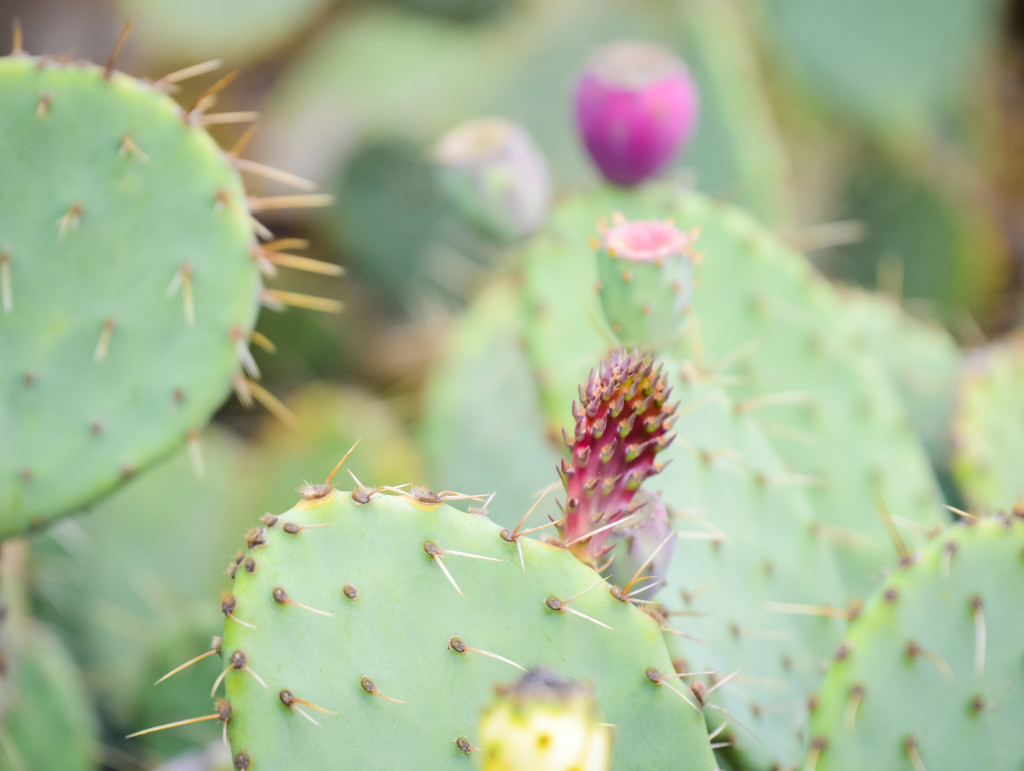 cactus-robinmarie