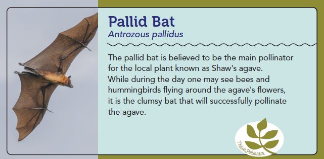 pallid bat