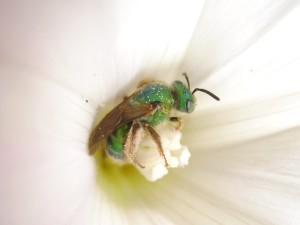 Agapostemon_texanus_F