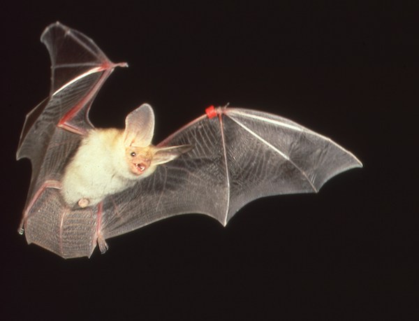 Antrozous pallidus bat