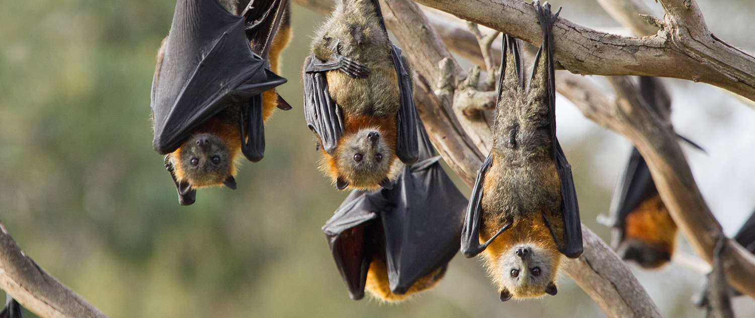 Image result for bats