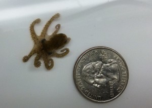 baby octopus