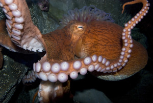 pacific Octo_66910459