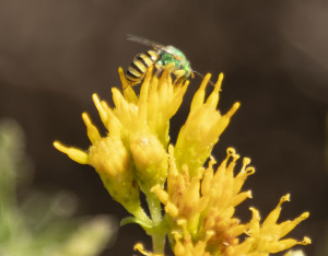 Agapostemon texanus,