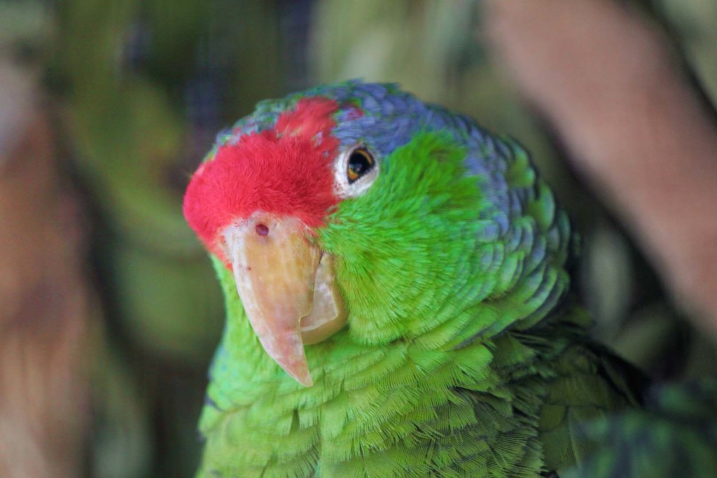 Parrot 1