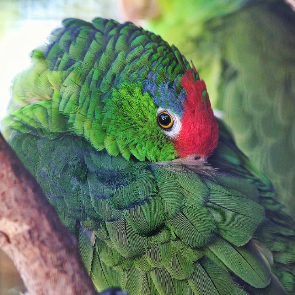 Parrot 2