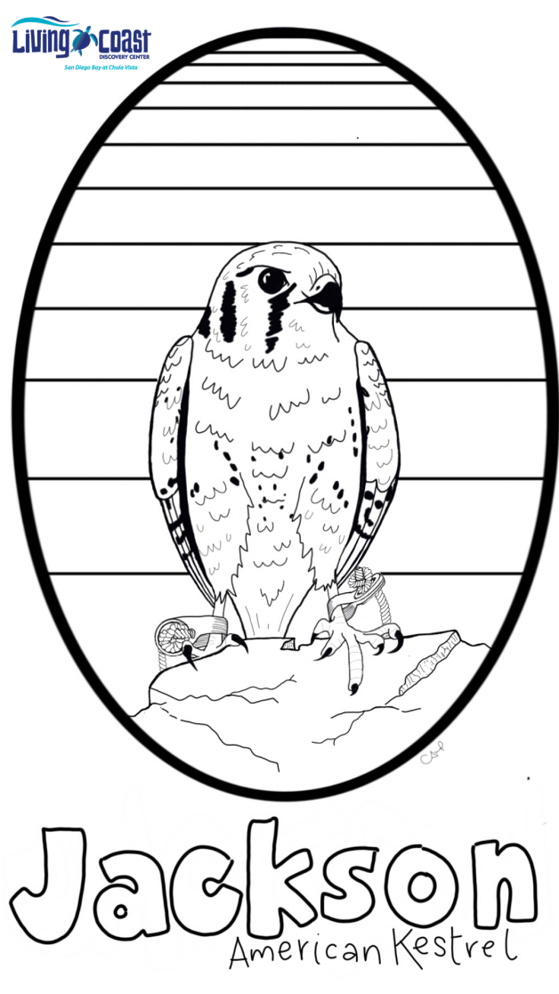 Virtual Wildlife Encounters | The Living Coast Discovery Center