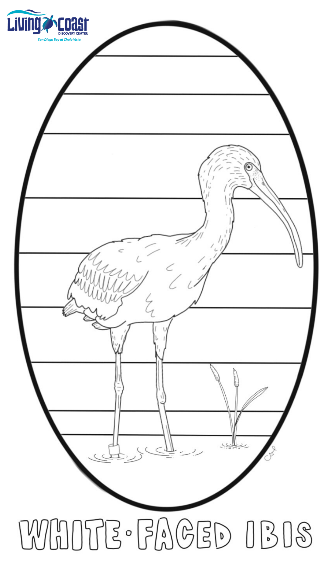 Virtual Wildlife Encounters | The Living Coast Discovery Center