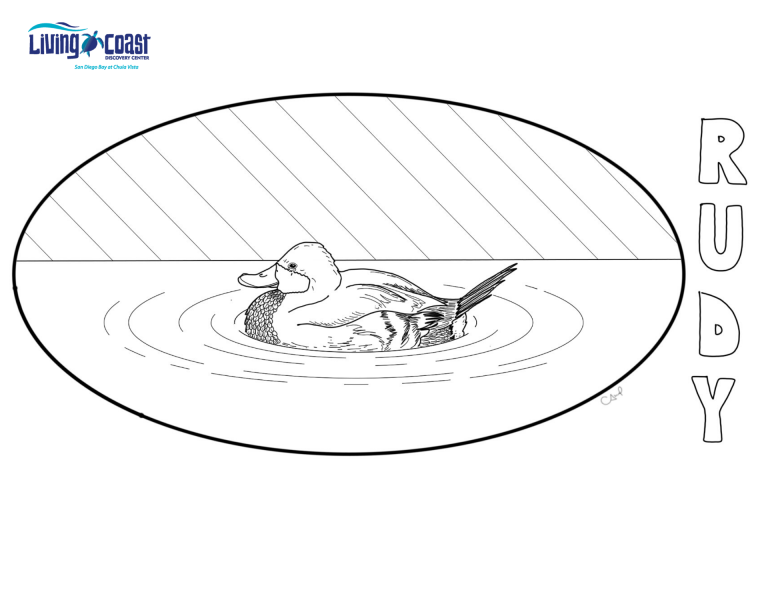 ruddy coloring page | The Living Coast Discovery Center