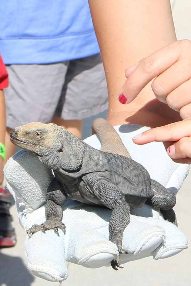 Signature Event - Private Animal Encounters