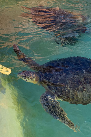 Signature Event - Green Sea Turtle