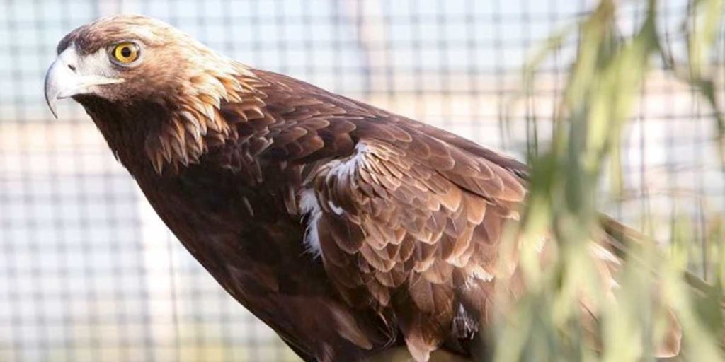 Living Coast Exhibit - Eagle Mesa