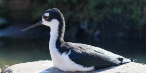 Living Coast Exhibit - Shorebird Aviary